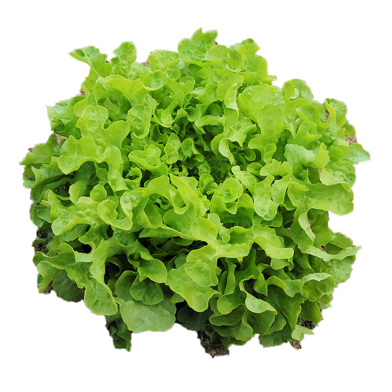 远山有机橡叶生菜种子盆栽阳台种籽蔬菜沙拉家庭园艺种子