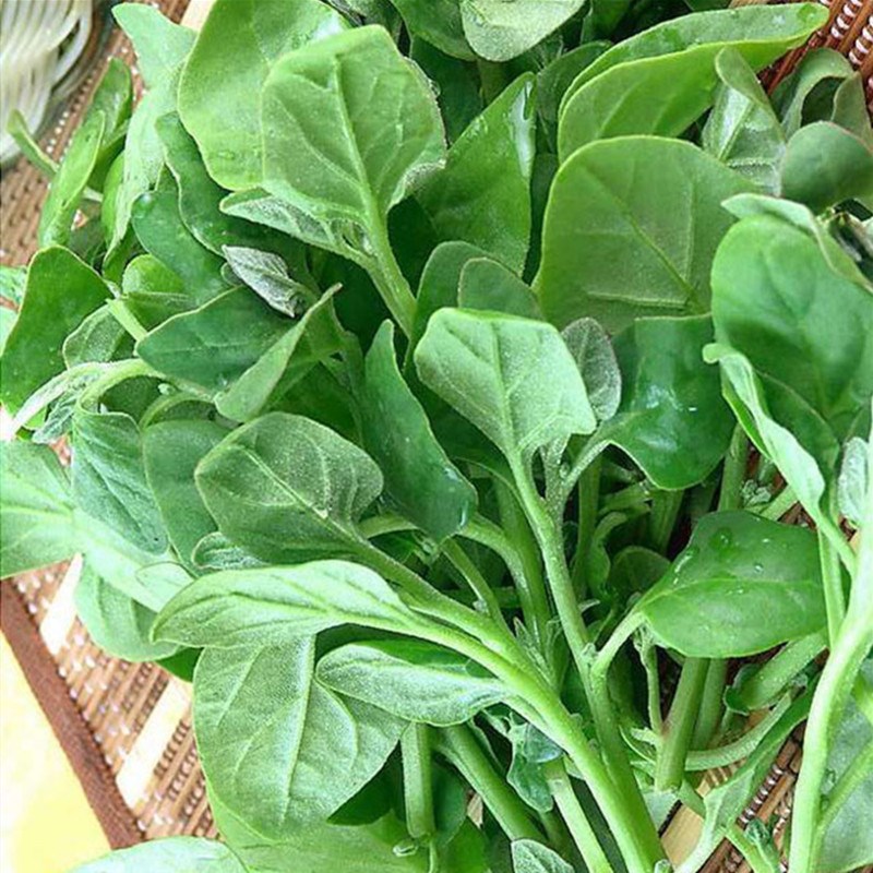 种子菠菜番杏新西兰春夏秋冬海滨篙苣保健蔬菜四季家庭园艺种子