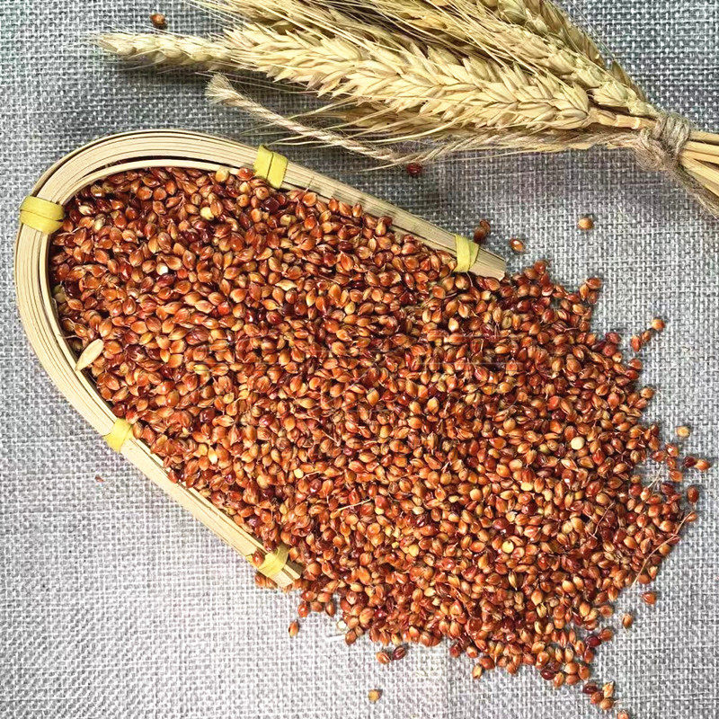 甘蔗种子甜杆芦粟高粱杆籽种籽水果春季四季家庭园艺种子