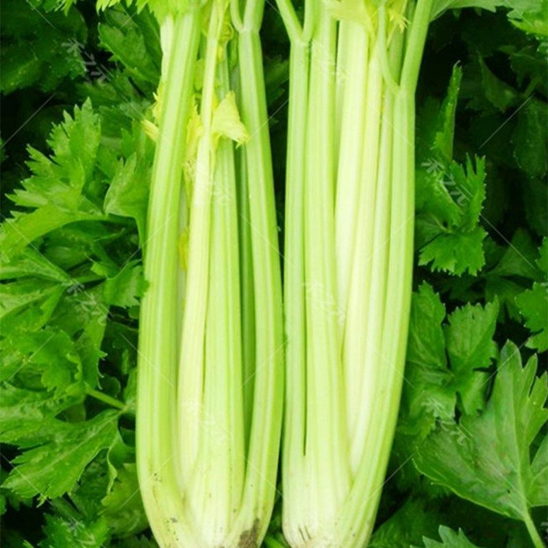 芹菜种子进口文图拉寿光蔬菜100克高产西芹种籽家庭园艺种子