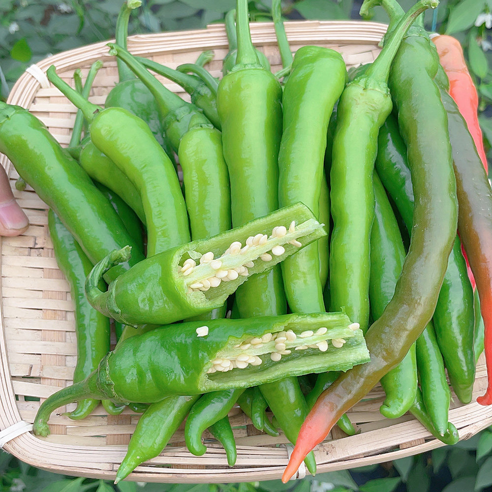 杭椒夏秋冬朝天超辣播种秋冬春季一号四季种籽家庭园艺种子