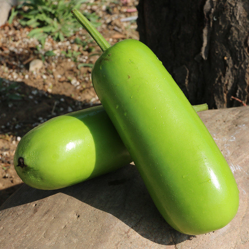 浙蒲6号瓠子瓜种子绿宝早生瓢子瓜籽四季长短蒲瓜春夏秋冬禾之元