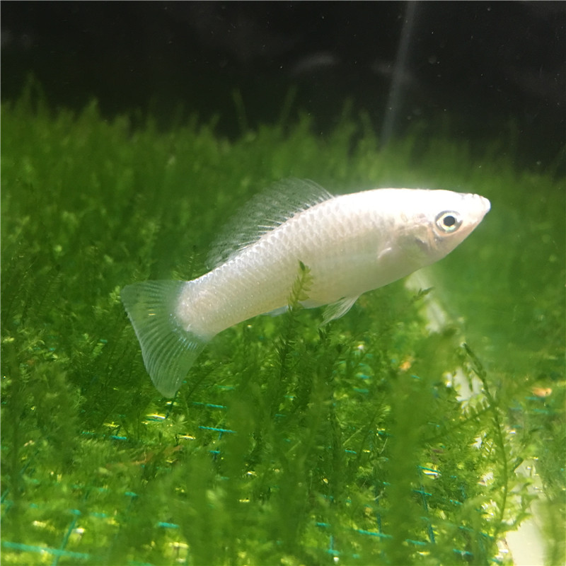 玛丽球鱼三色观赏鱼小型热带鱼包邮报损鱼