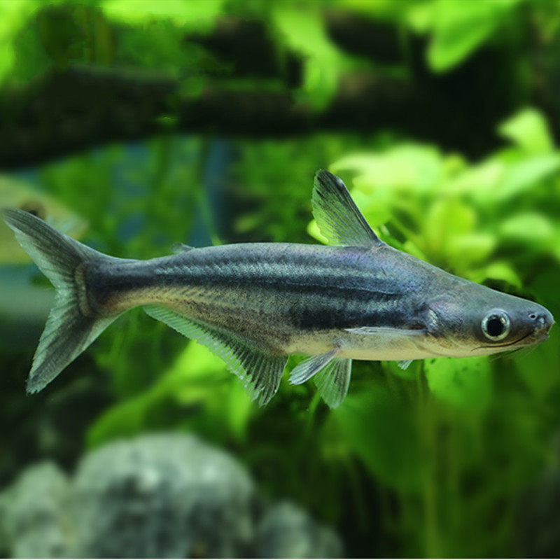 热带鱼观赏鱼大型鱼淡水鱼水族宠物鱼白化蓝鲨活体鱼鲨鱼大白鲨