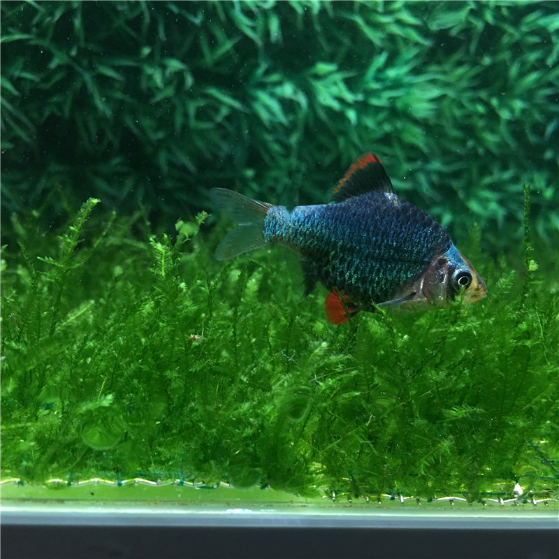 活体中小型宠物热带观赏包活虎皮蓝皮鱼金皮群鱼