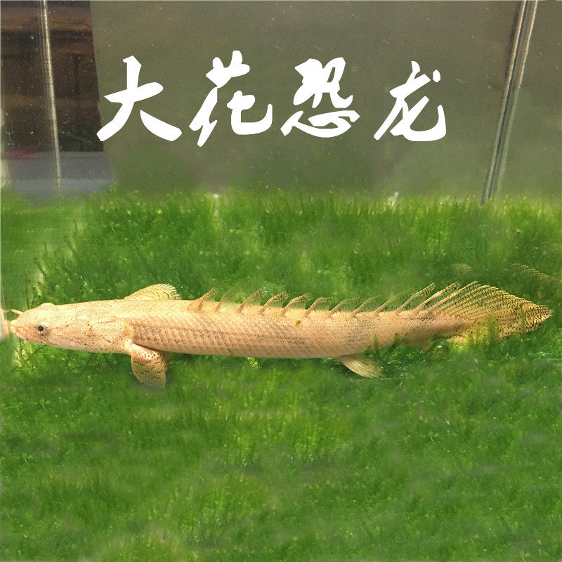 恐龙龙鱼红眼热带鱼观赏鱼水族大型宠物鱼龙配鱼鱼