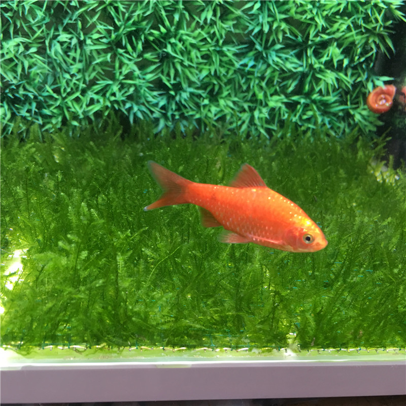 小型观赏鱼活体金元宝元宝热带鱼淡水鱼鱼缸水族冷水鱼