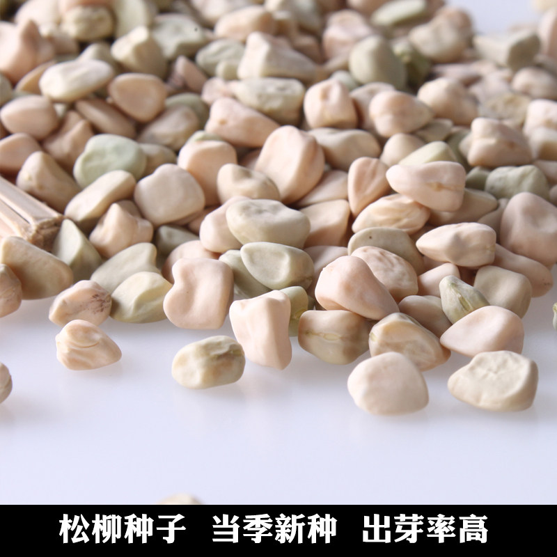 芽苗菜种子松柳鸡毛小白菜爬豆蚕豆小豆空心菜苜蓿家庭园艺种子