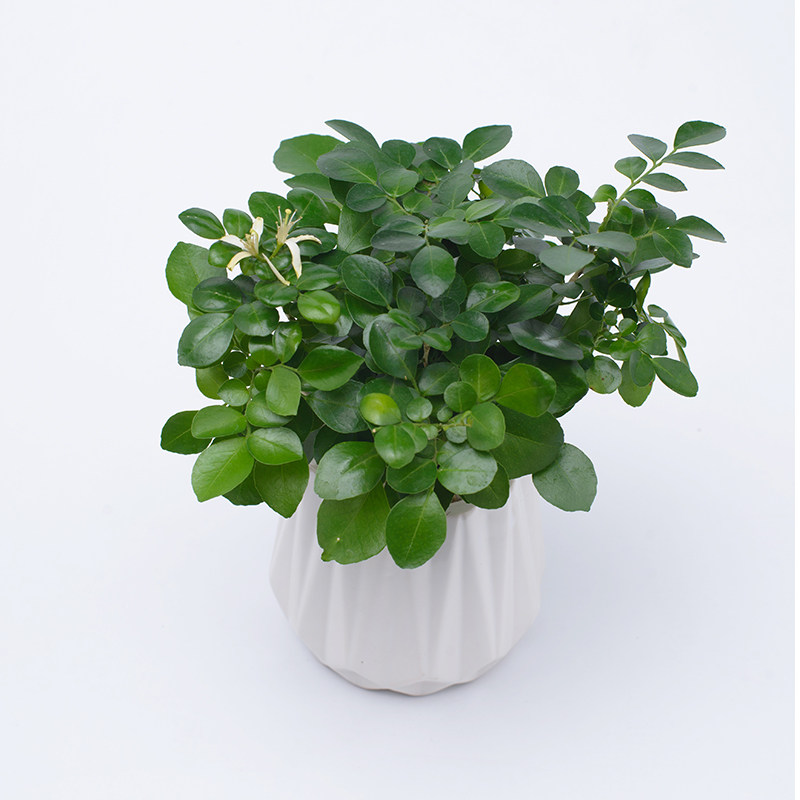 九里香新款盆栽花卉客厅办公室观叶植物净化空气吸甲醛绿植小盆景