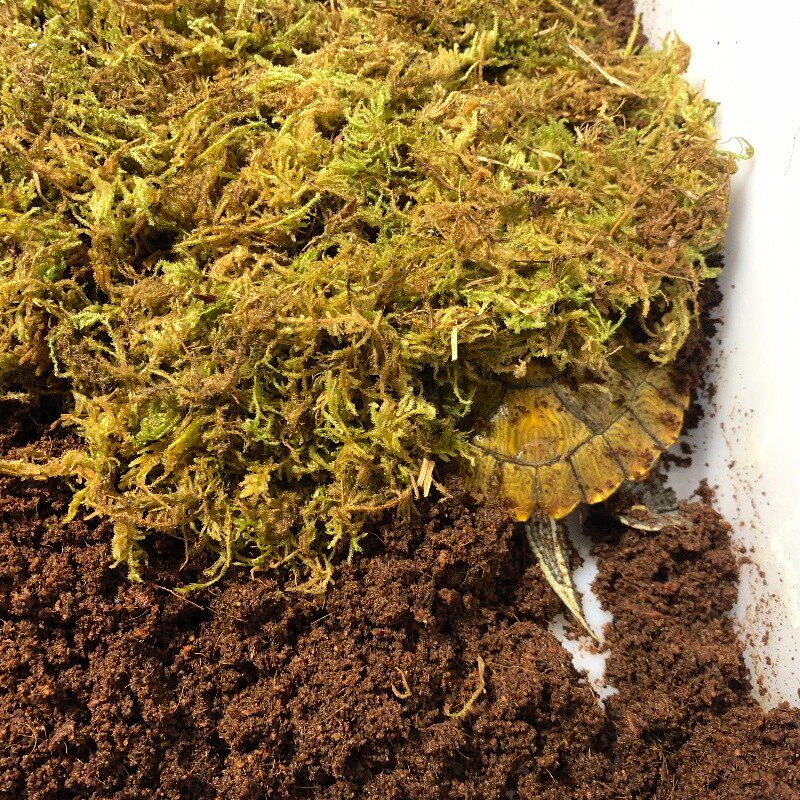 冬眠椰土乌龟优质保湿透气椰糠巴西草龟过冬龟