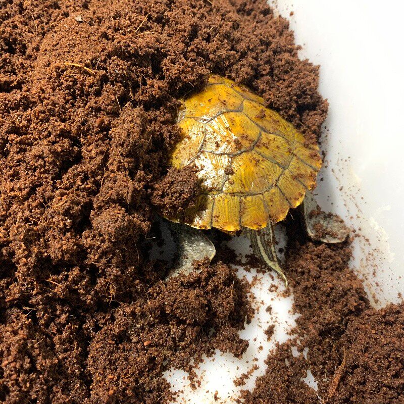 冬眠椰土乌龟优质保湿透气椰糠巴西草龟过冬龟