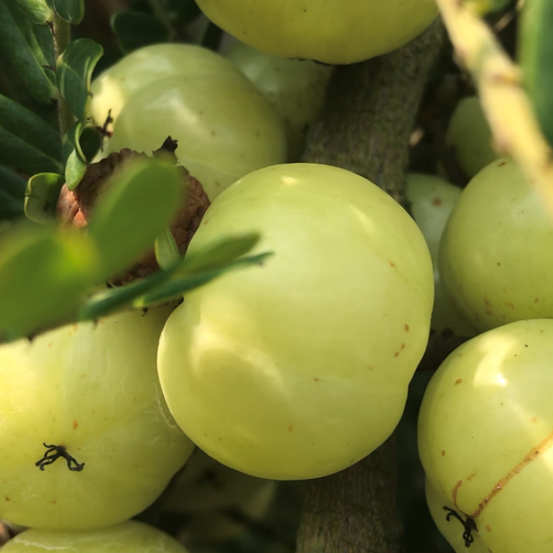 高山自产现摘甜油甘 均匀雅柿饼甜余甘子 生吃口感好新鲜牛甘果