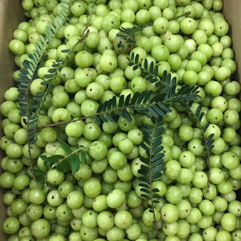 潮汕现摘新鲜油甘特产余柑1500g牛甘孕妇水果其它