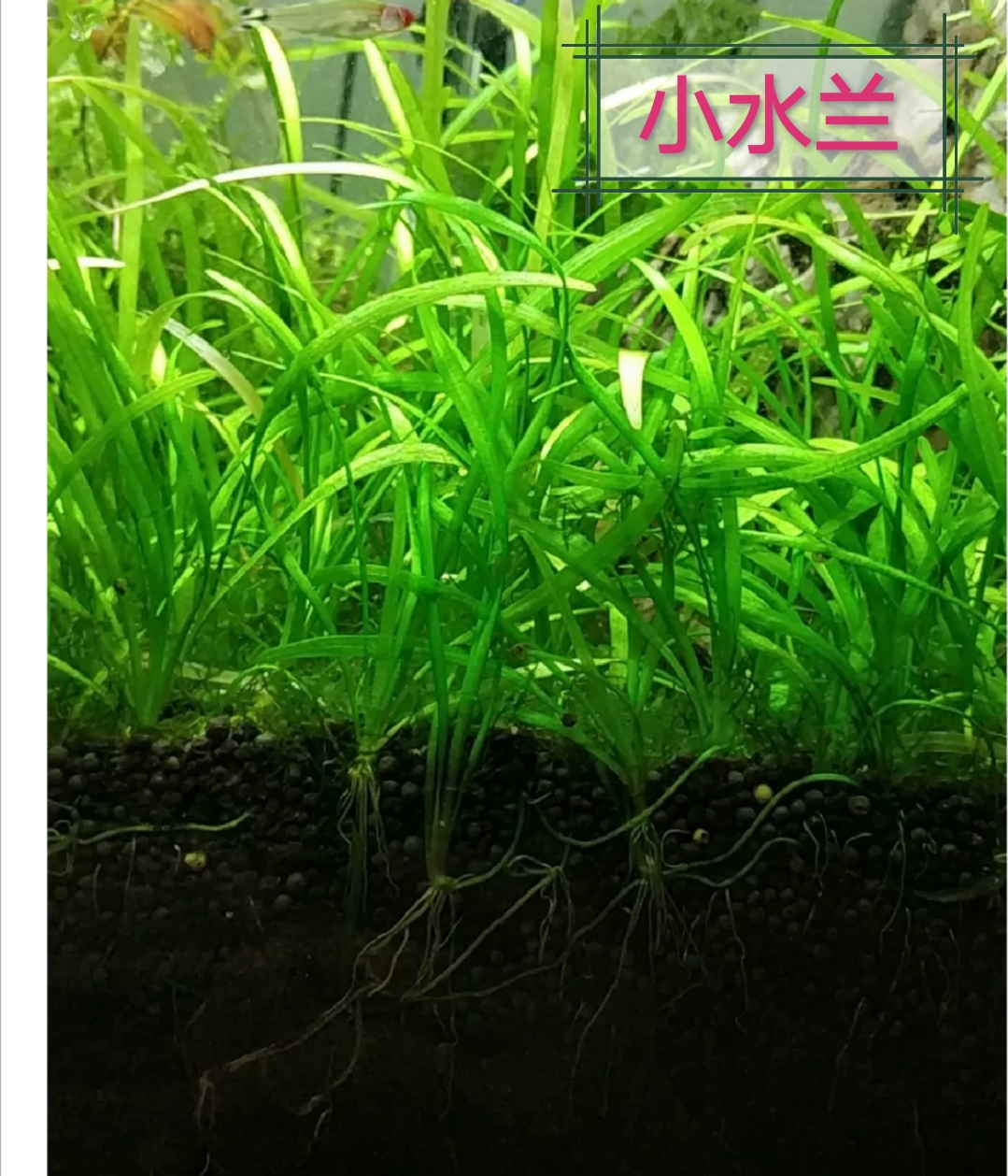 真水草大水兰小水兰扭兰龙舌兰赖养前后景新手鱼缸造景好养包邮