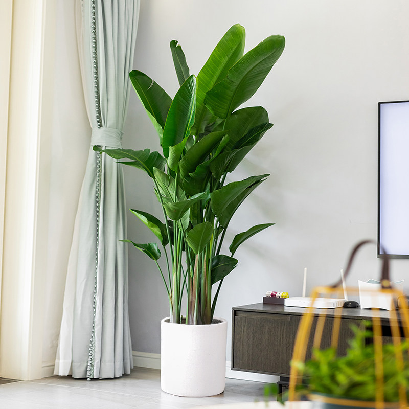 爱优优尚天堂鸟大型绿植盆栽室内客厅办公室北欧大型绿植