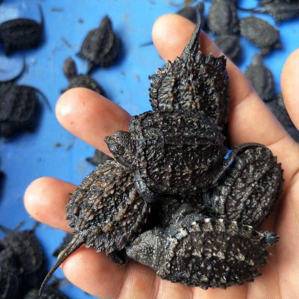 乌龟活体北美小鳄龟苗活体鳄鱼龟杂佛鳄龟大龟苗宠物龟观赏龟水龟