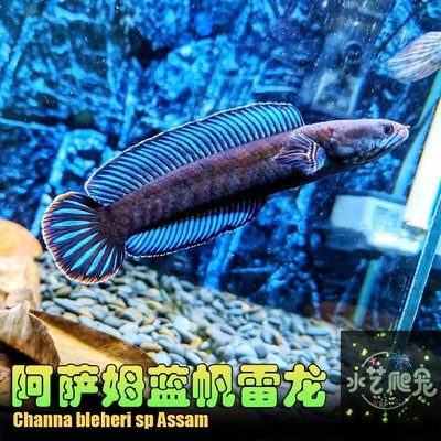 雷龙包邮雷龙鱼阿萨姆奶茶蓝帆七彩淡水淡水鱼鱼缸鱼
