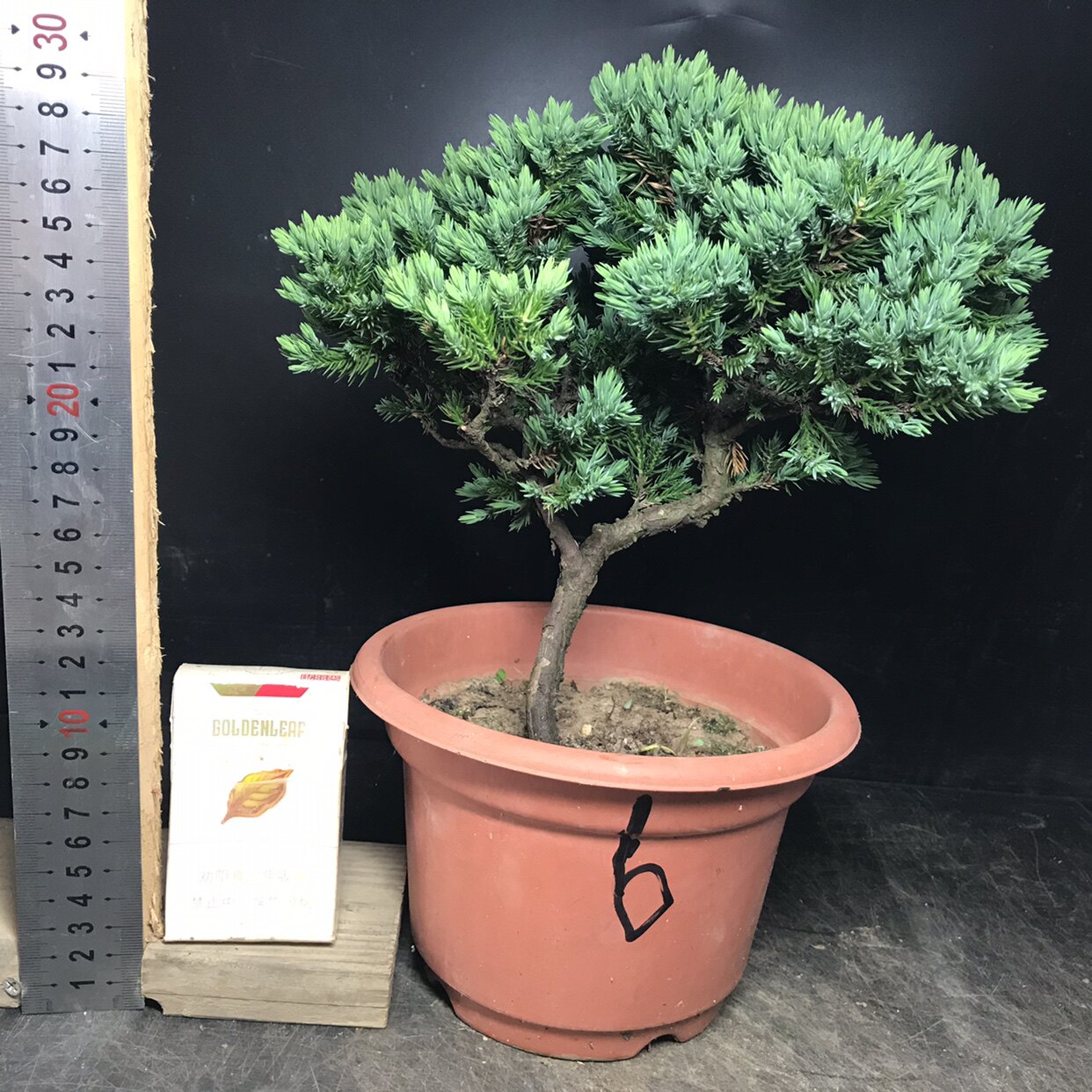 一图一拍地柏盆景阳台庭院客厅造型盆栽老桩绿植