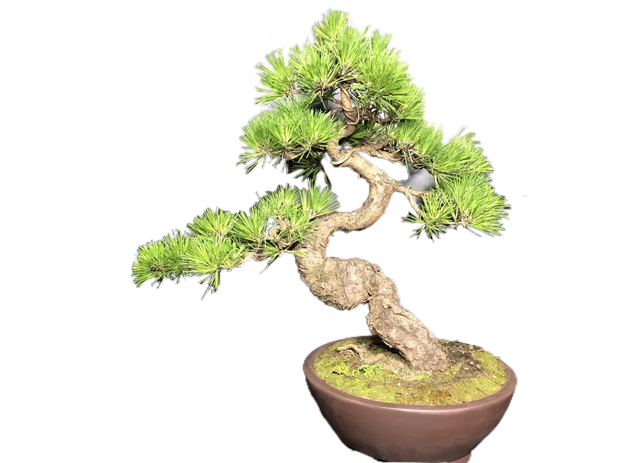 一物一拍所见所得精品造型老盆黑松盆景带盆包绿植