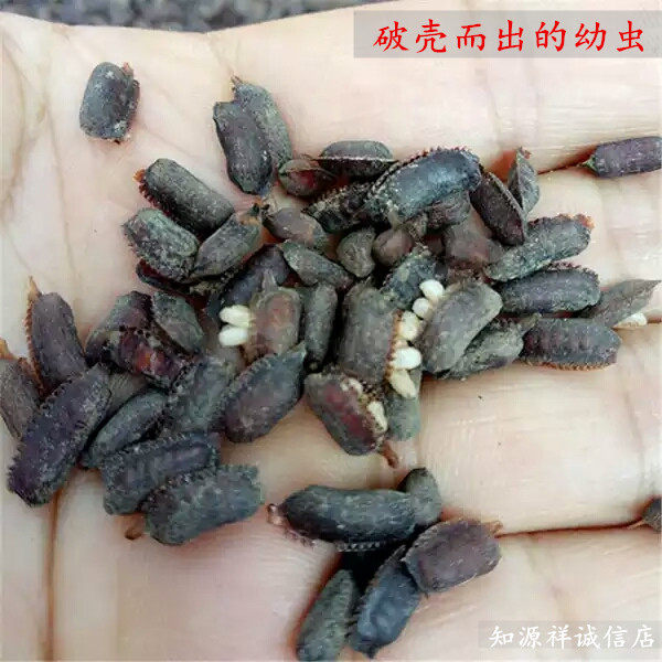 土元卵 土元卵块 土元卵鞘 土元种子土鳖卵 土鳖种子1000g包邮