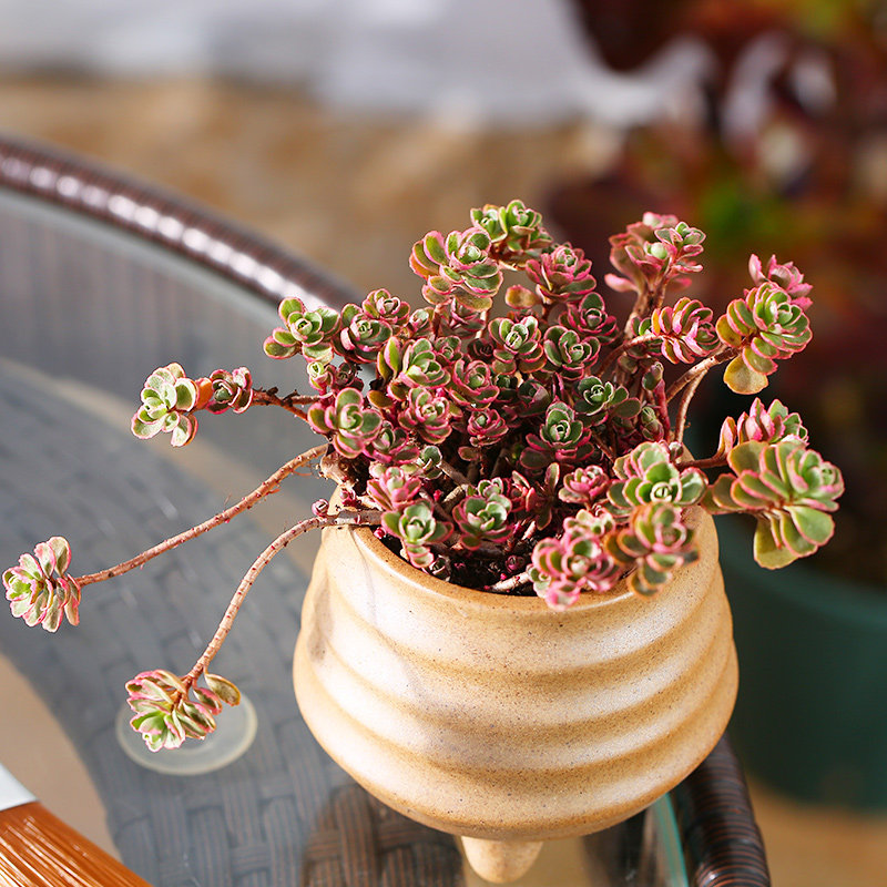 云南直发小球玫瑰锦老桩多肉植物组合盆栽办公室桌面阳台绿植花卉