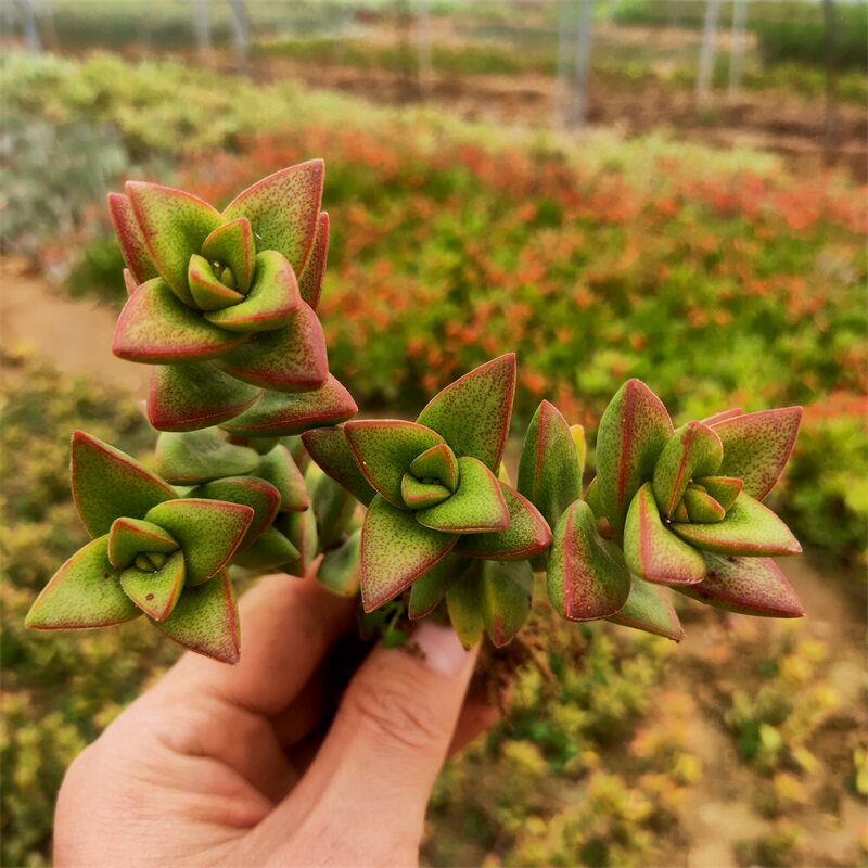 神童稀有进口多肉植物青龙锁科办公室阳台新手多肉植物