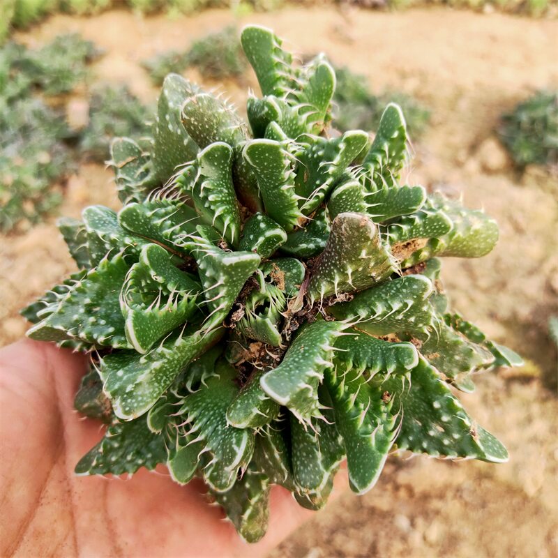 多肉植物狂澜怒涛多头群生鳄鱼嘴超大多盆栽多肉植物