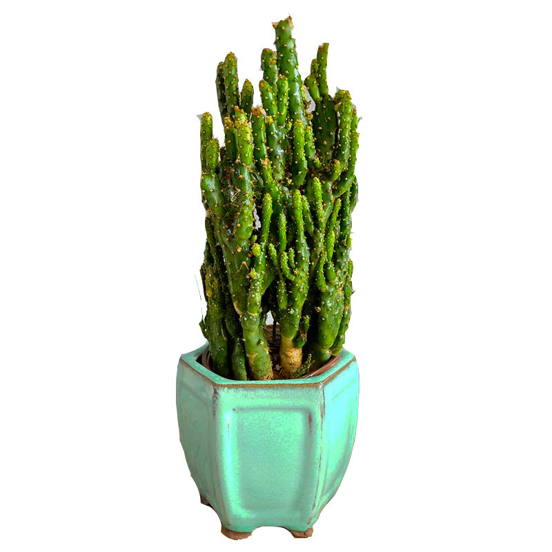 摇钱树盆栽多肉植物仙人掌办公办公室室内桌面绿植多肉植物