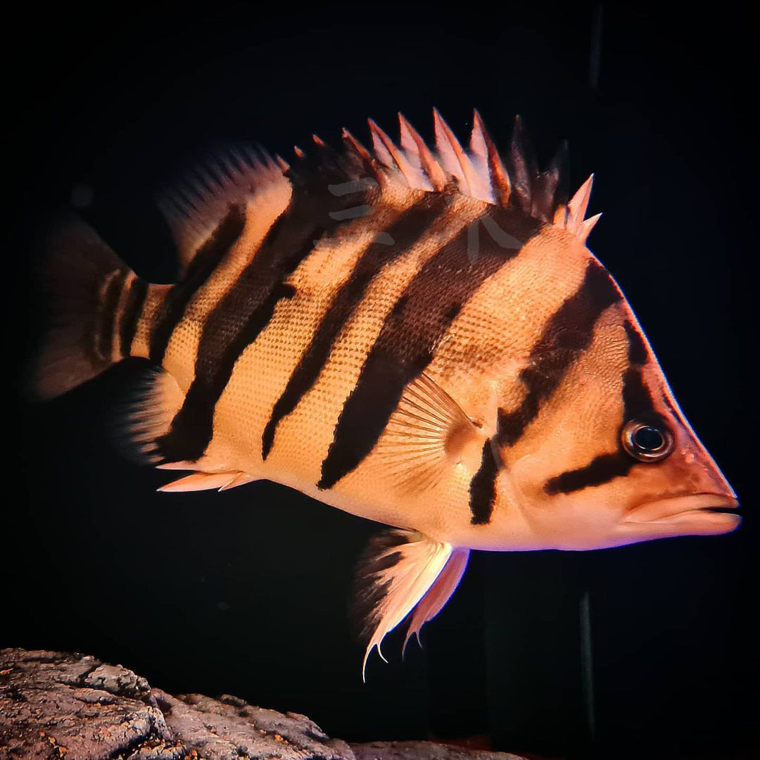 活体苏门答腊虎印印尼虎鱼苏虎杂纹练手三纹四纹鱼