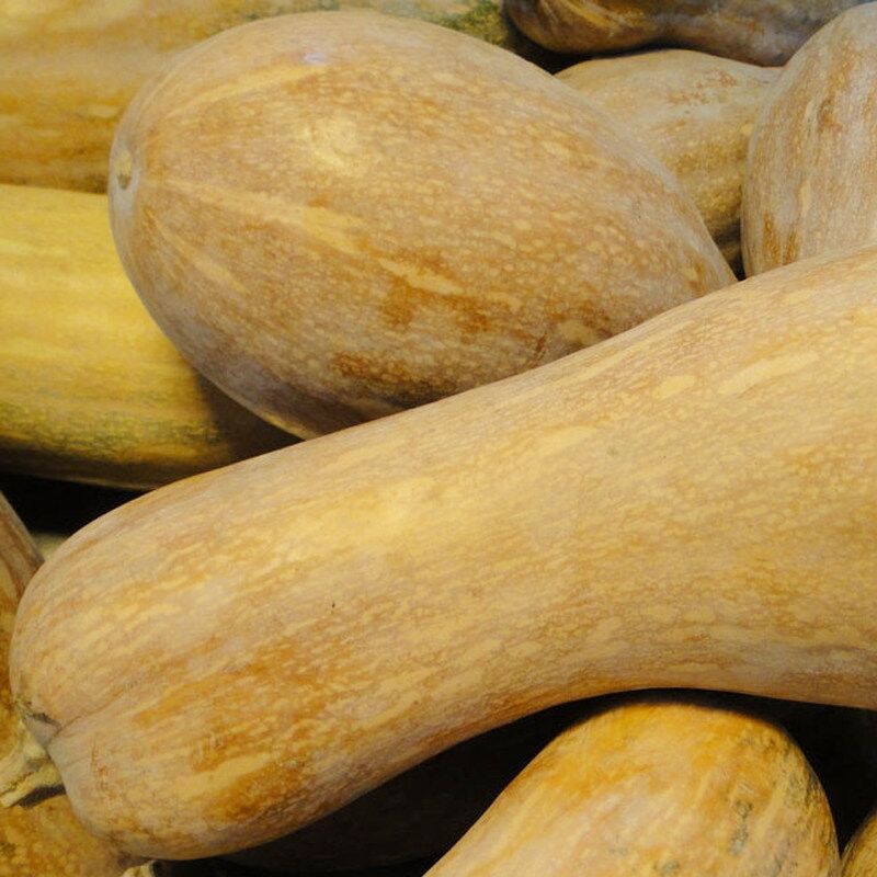 湖北高山新鲜品种黄皮南瓜蜜本粉糯当季蔬菜南瓜