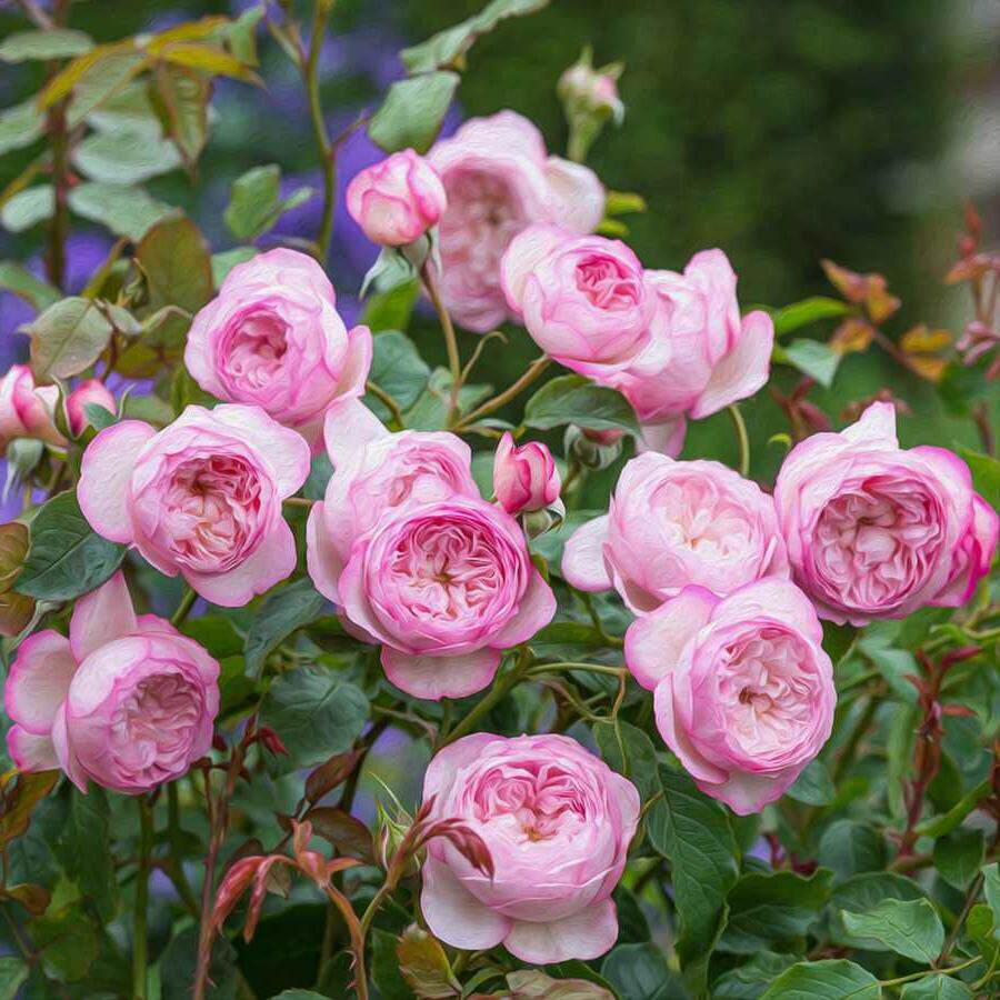 满庭芳新品灌木月季弗洛斯河上的磨坊阳台庭院花卉花卉