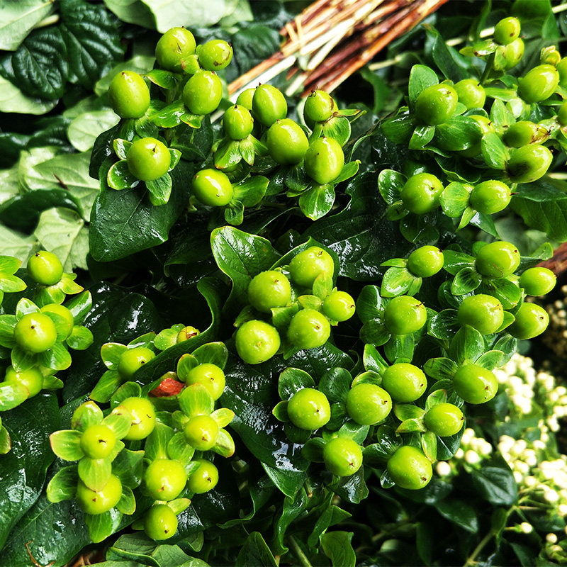 相思豆鲜花基地地直供直发云南昆明斗南同城火龙鲜花速递同城