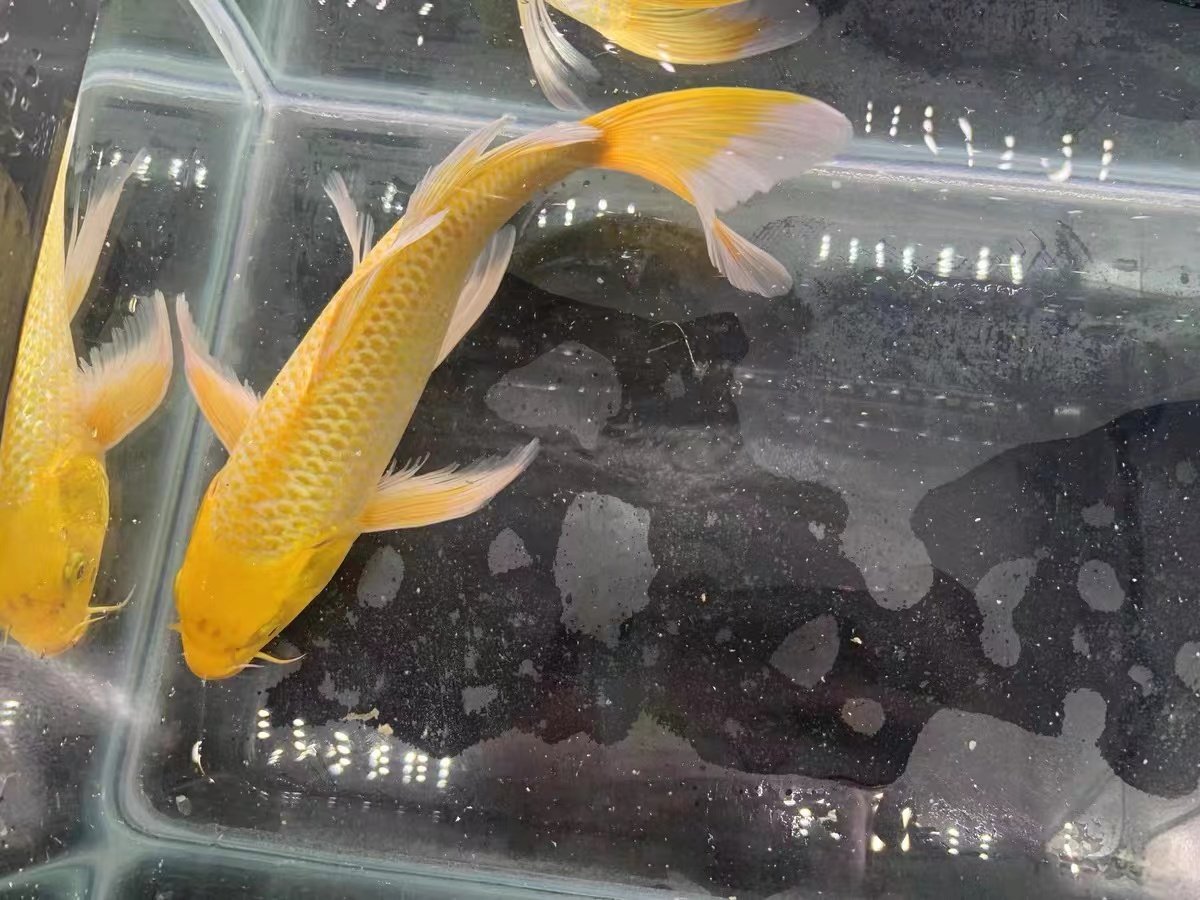 大号黄金龙凤长尾纯种锦鲤金鱼活鱼冷水淡水观赏鱼耐活招财风水鱼