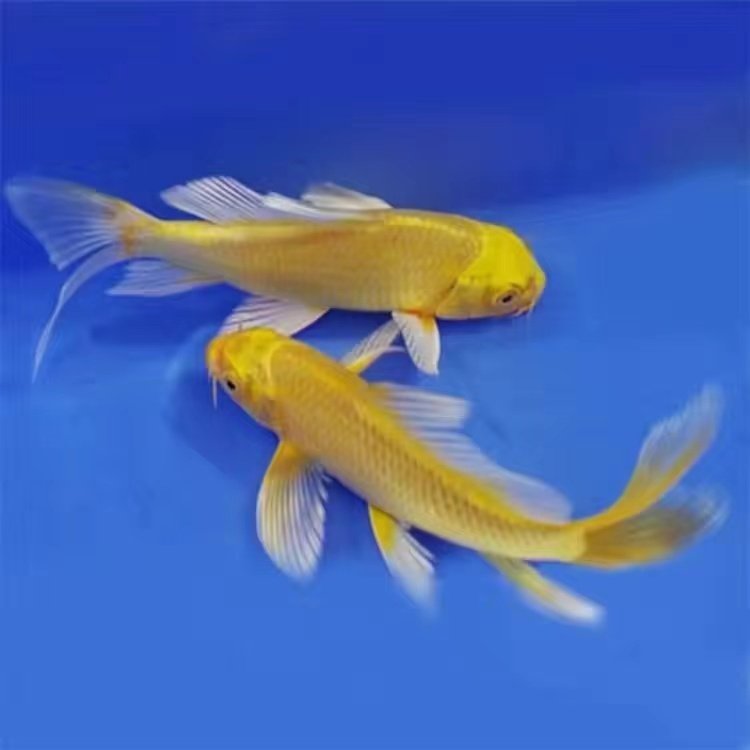 大号黄金龙凤长尾纯种锦鲤金鱼活鱼冷水淡水观赏鱼耐活招财风水鱼