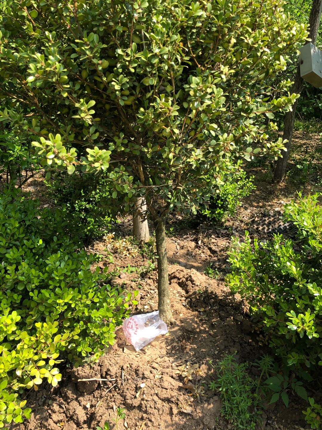 黄杨树苗小叶名贵可做雕刻树桩独杆高杆瓜子绿植