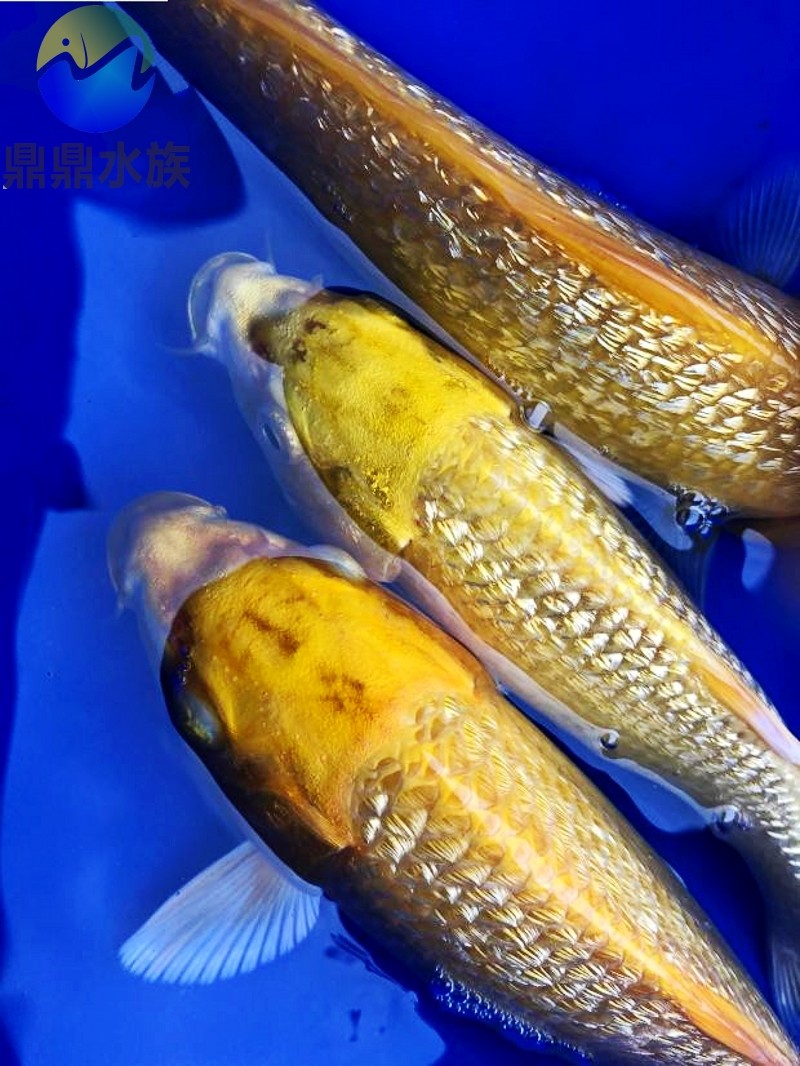 锦鲤纯种日本闪鳞黄金钻石黄金甲鲤鱼活体冷水鱼