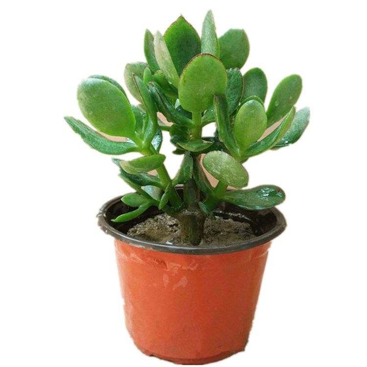 盆栽大叶玉树阳台室内绿植办公室花卉多肉植物绿植