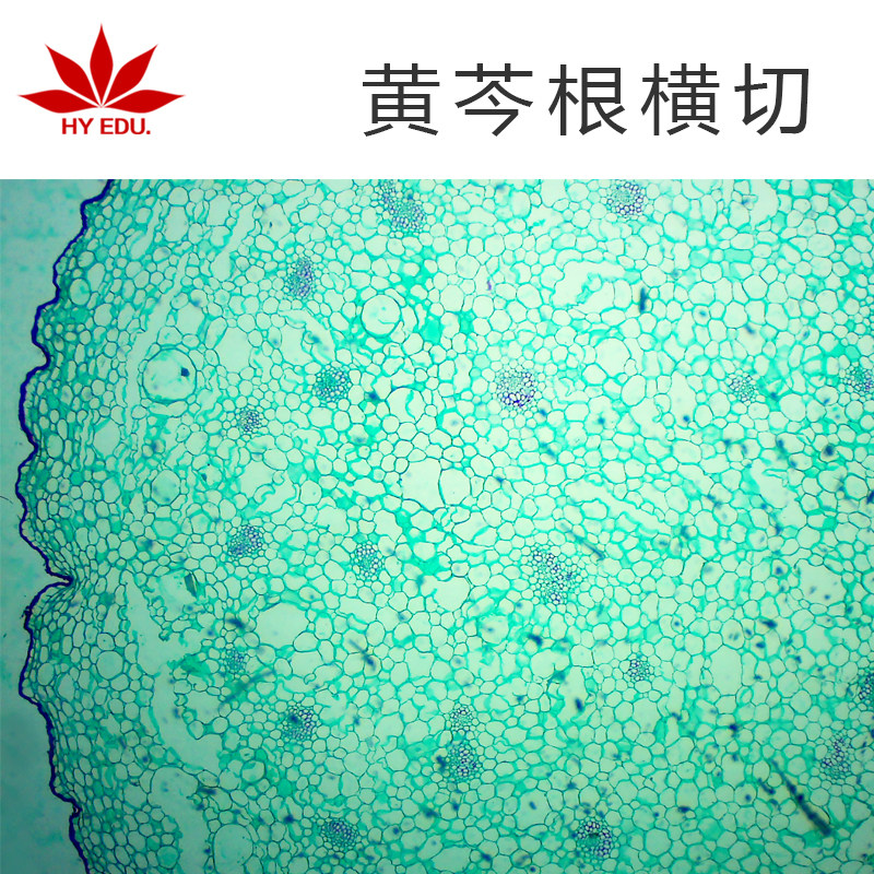 黄芩横切显微镜生物切片植物细胞标本学生实验教学仪器