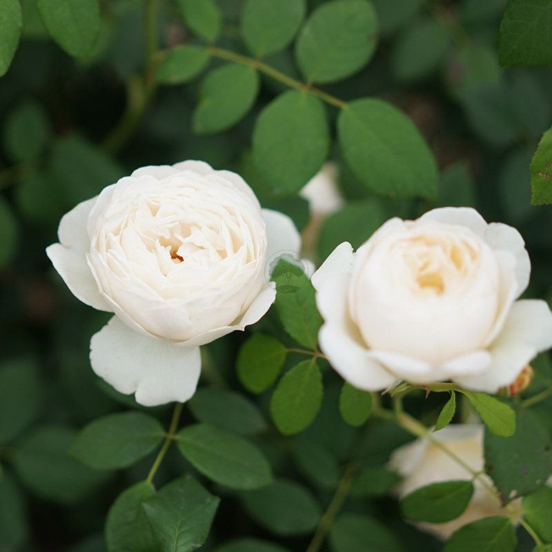 中苗色系白色系藤本月季园丁克莱尔植老园美盆栽6l观叶