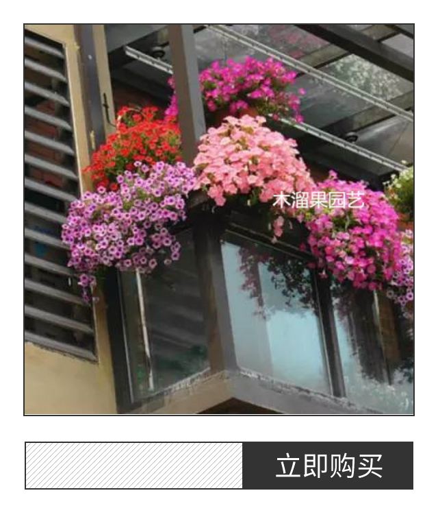 进口垂吊牵牛牵牛花花苗播种小苗花卉阳台庭院花卉