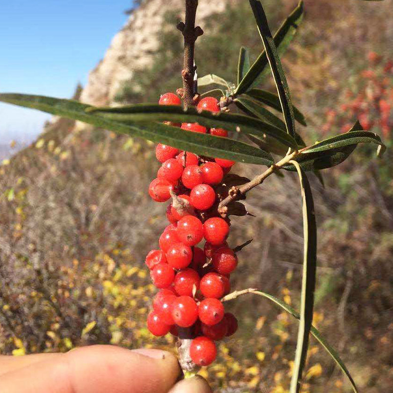 野生沙棘红果山西吕梁特产维生素新鲜红鲜红沙棘