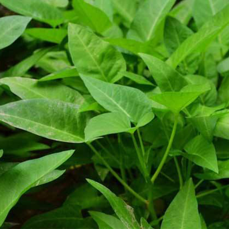 大叶竹叶空心菜种子 高产抗病四季播 水培柳叶空心菜籽阳台盆栽