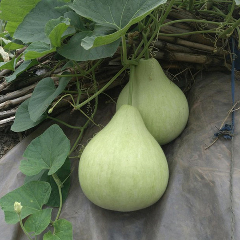 种子葫芦长瓠瓜秧秧苗圆瓢幼苗蔬菜早熟高产家庭园艺种子