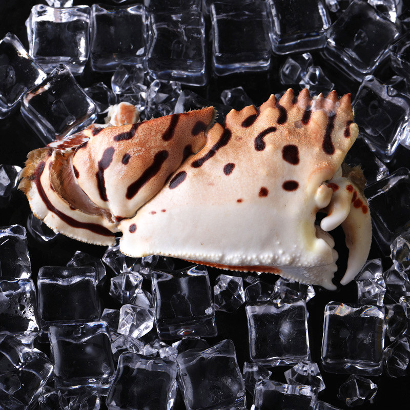 蟹钳红烧水产海鲜东山岛蟹脚元宝超大五斤大号梭子蟹