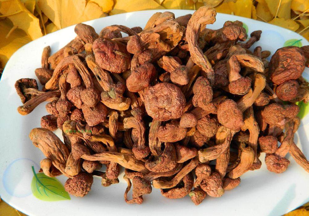 东北特产红蘑野生红蘑菇干货松树伞松蘑菇肉蘑香菇类