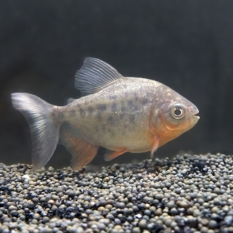 鱼苗淡水白鲳鲳鱼热带鱼观赏鱼凶猛猛鱼养殖活体好养鱼