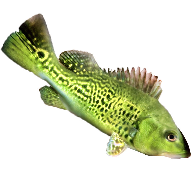 黄金巴西亚鱼虫纹喷金巴西亚大型热带鱼观赏鱼鱼苗淡水鱼活体包邮