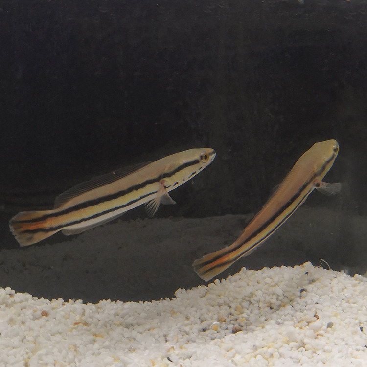 铅笔活体雷龙小盾多曼大型凶猛肉食龙鱼热带鱼