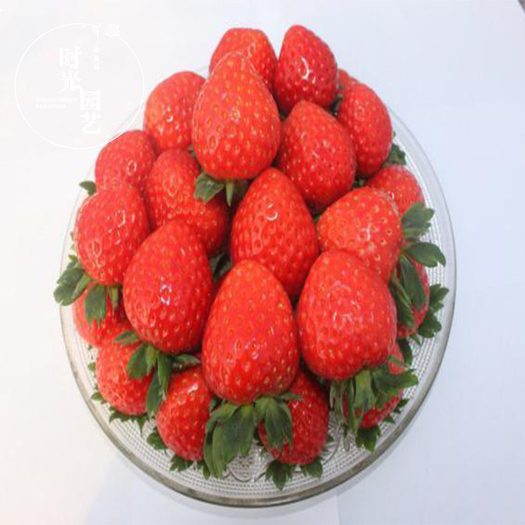 草莓越心带盆带土四季盆栽室内植物奶油家庭绿植