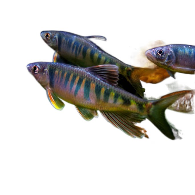 溪流冷水鱼淡水中层凶猛猛鱼长鳍马口鱲鱲观赏鱼鱼